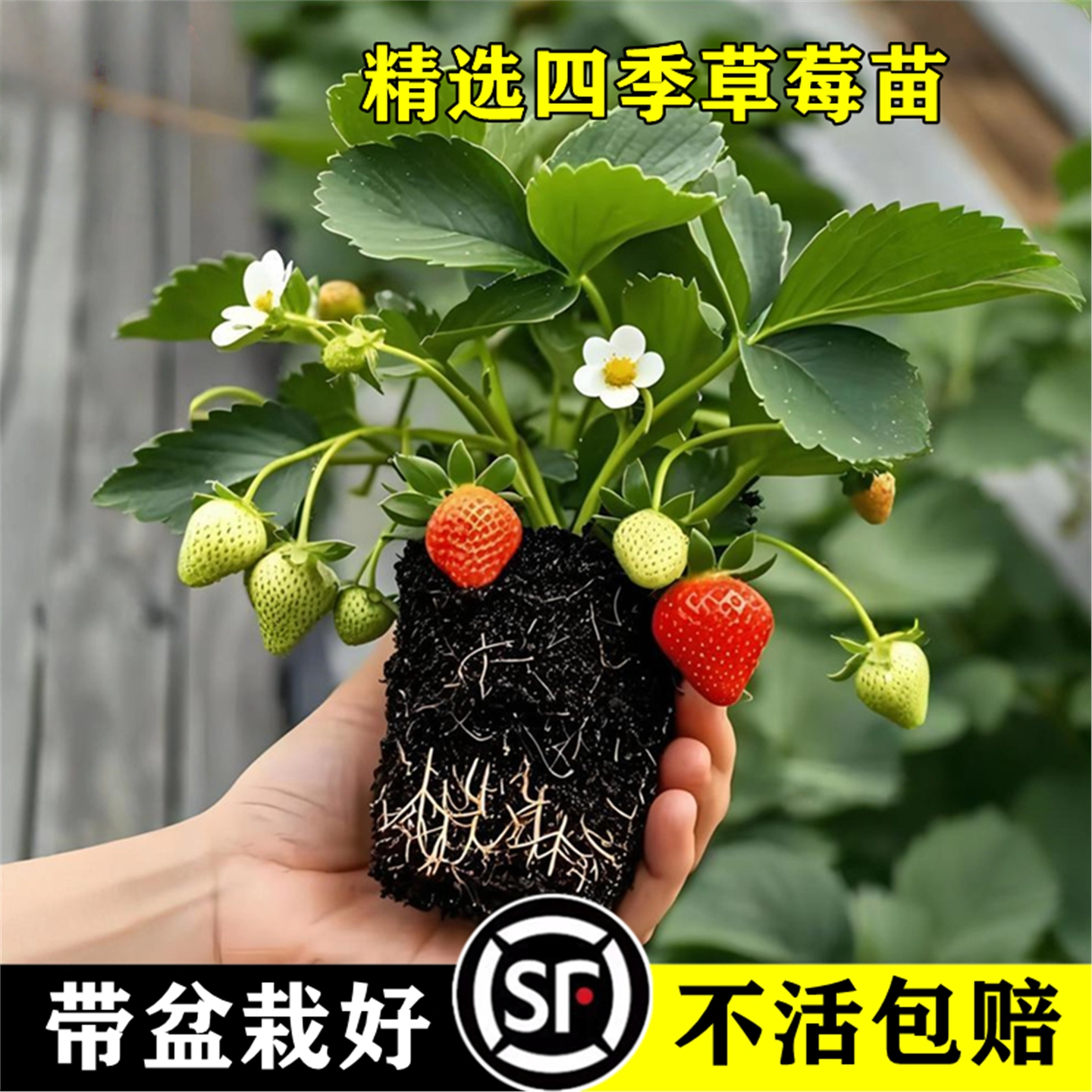 草莓苗秧四季结果盆栽种子穴盘苗