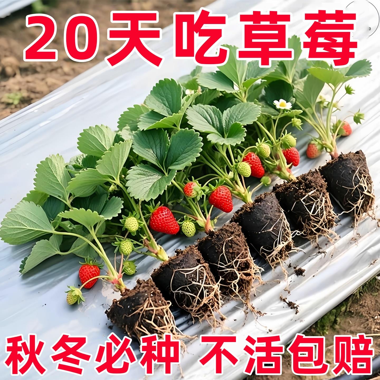 草莓秧苗盆栽地栽四季草莓苗南北