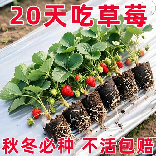 草莓秧苗盆栽地栽四季草莓苗南北
