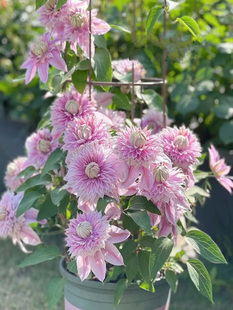 5棵9.9四季铁线莲花苗带芽爬藤植物花卉盆栽观花植物室内花庭院包