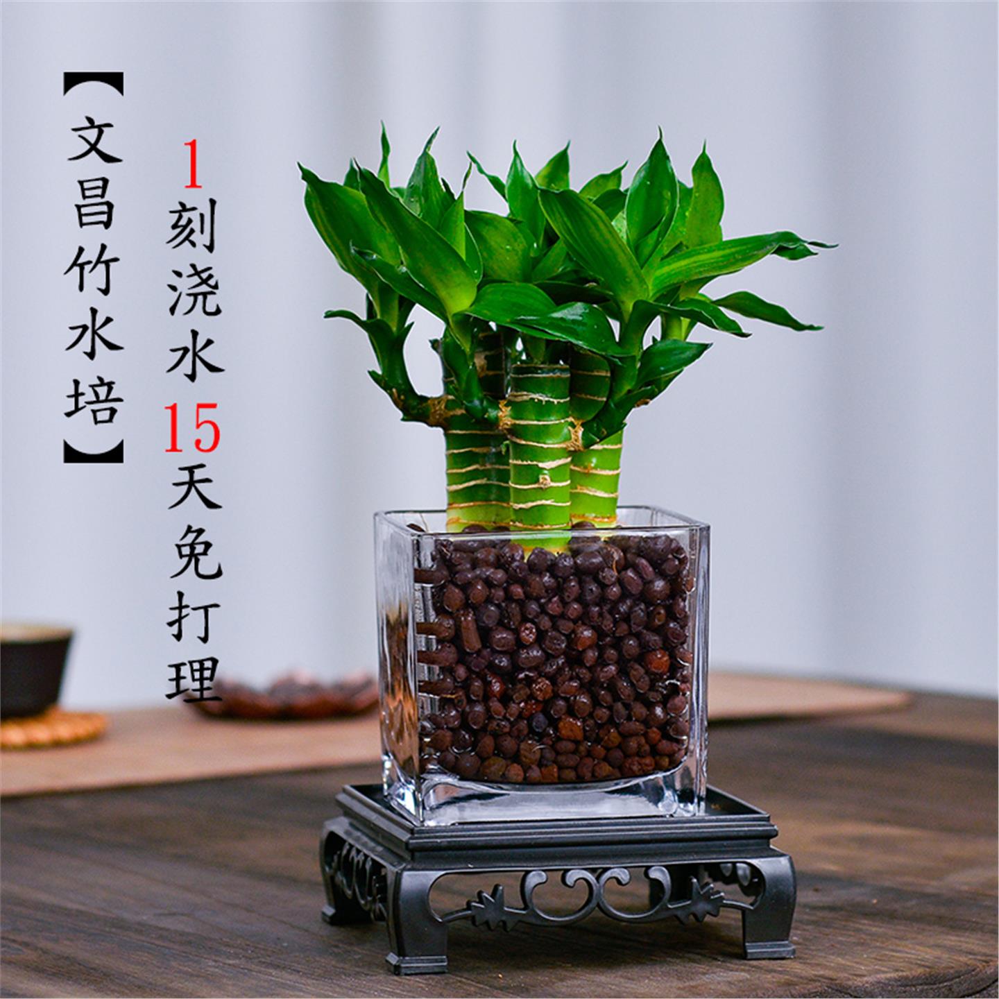 富贵竹水培植物养文昌粗杆
