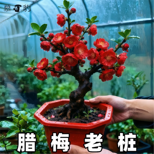 红梅老桩树苗盆栽腊梅盆景花卉