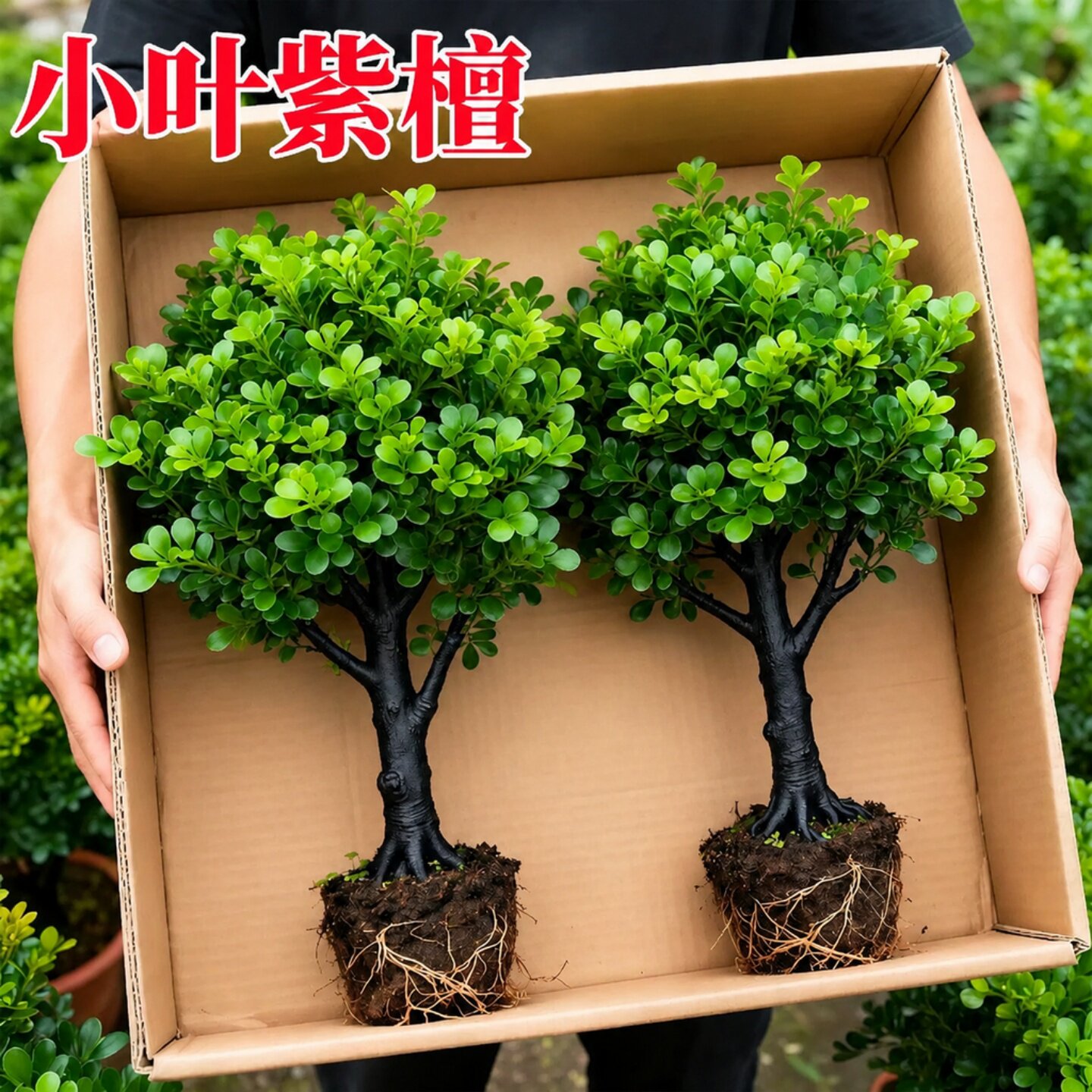 小叶紫檀盆景独杆老桩黑骨茶树苗室内客厅花卉盆栽办公室桌面绿植
