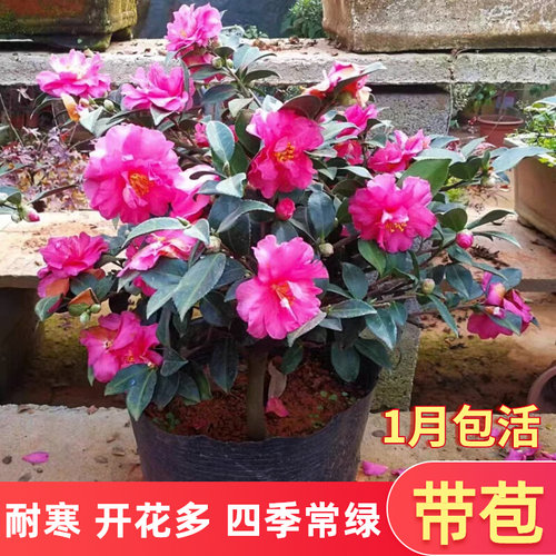 茶梅盆栽四季花苗景庭院阳台