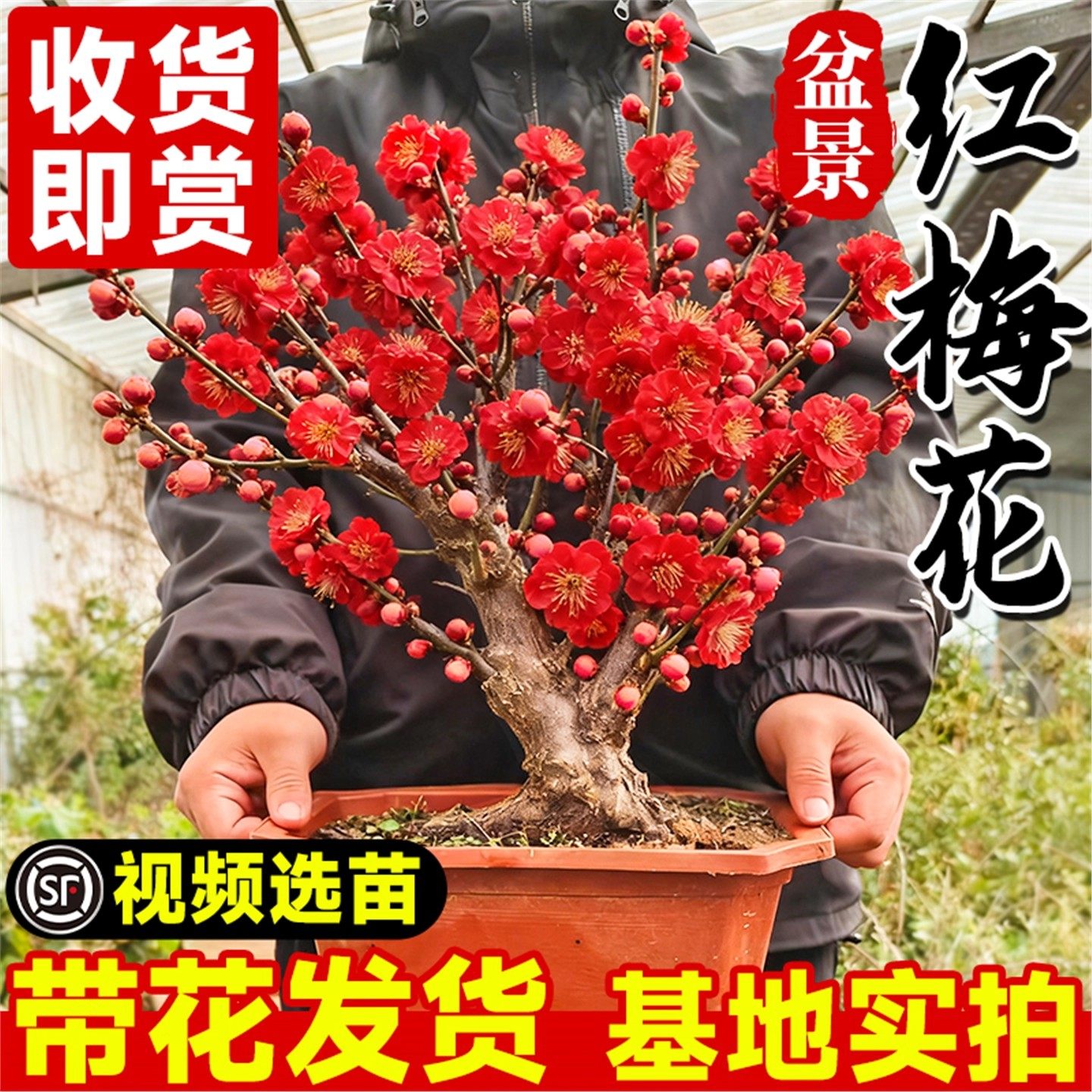 梅花盆栽树苗原生红梅浓香花卉庭院耐寒阳台四季腊梅盆景梅花老桩,鲜花速递/花卉仿真/绿植园艺,造型盆景,淘宝优惠券,粉丝福利购,淘宝优惠卷