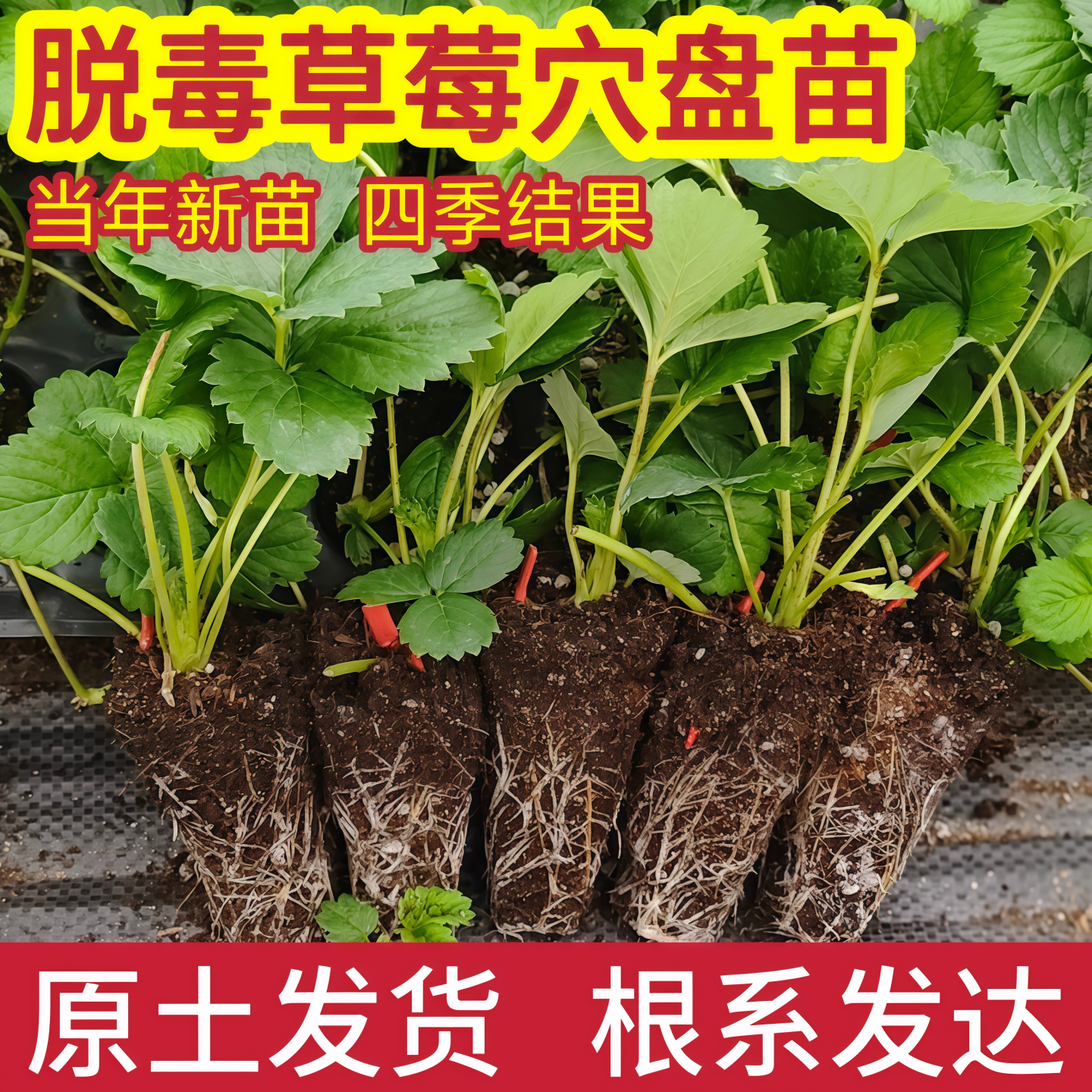 草莓苗四季结果盆栽带花种