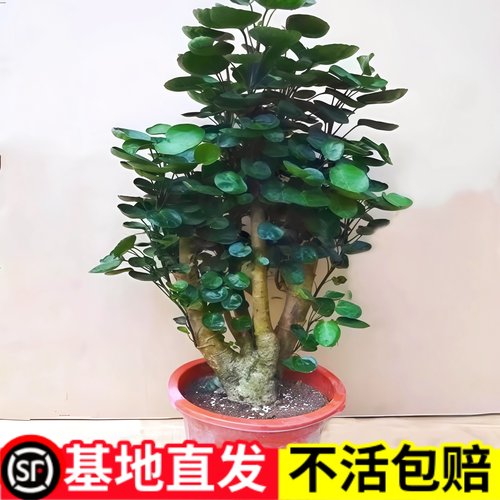 金钱兜盆栽老桩景室内客厅