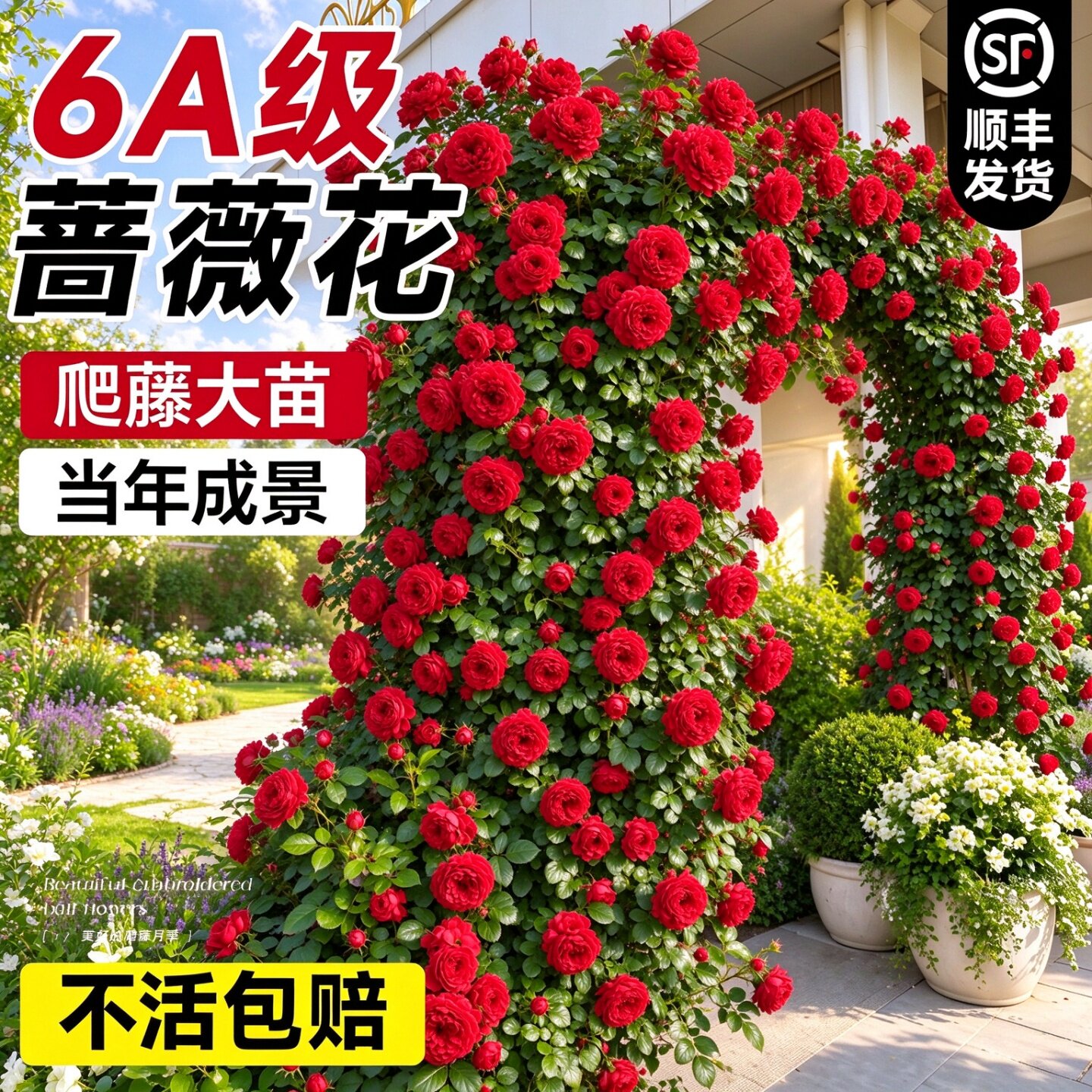 爬藤蔷薇花苗四季开花盆栽月季树苗庭院室内外带花苞好养花卉