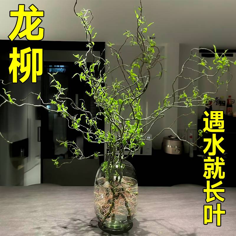 龙柳鲜枝纯水培植物花卉室内