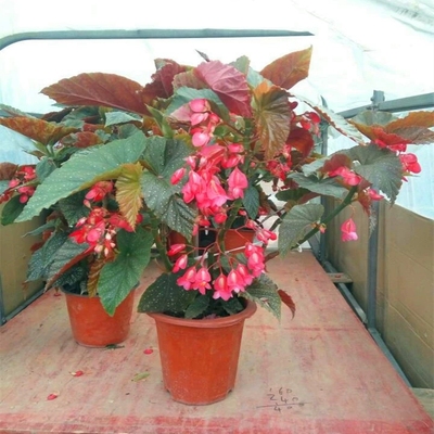 四季开花竹节海棠秋盆栽