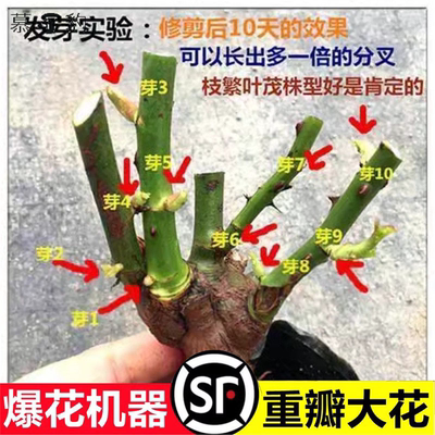 玫瑰老桩四季大花苗盆栽卉