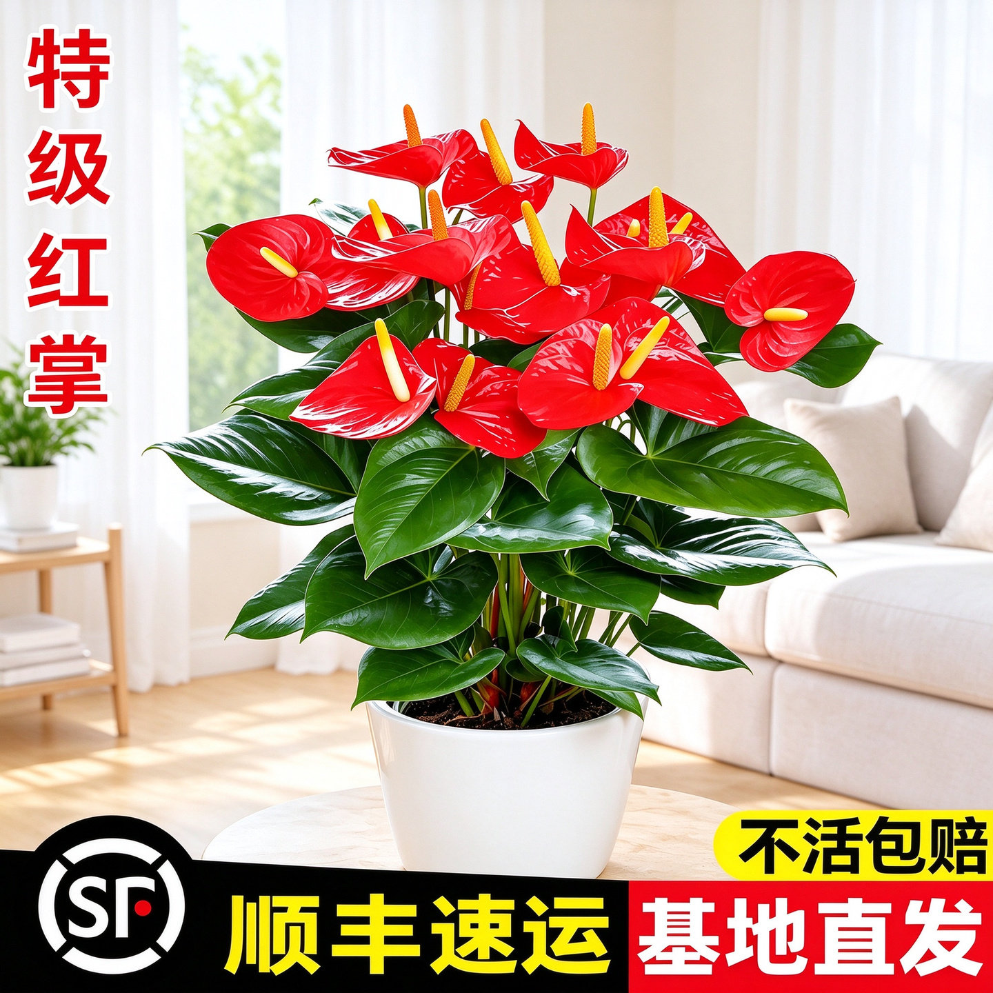 红掌水培植物盆栽带花室内绿植鸿运当头一帆风顺办公室客厅桌面摆