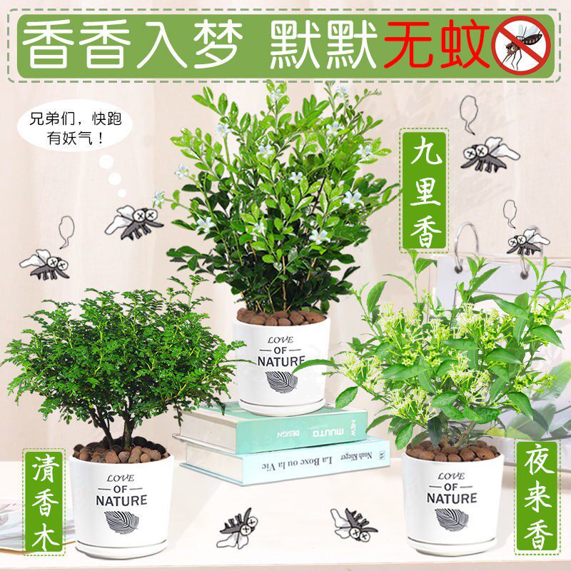 千里香盆栽驱蚊虫植物清香木室内外四季常青开花绿植夜来香九里
