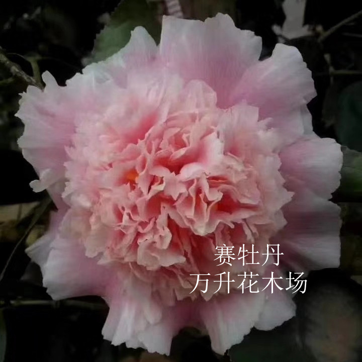 赛牡丹茶花 像牡丹一样的高档茶花 赛牡丹茶花 大花型粉色