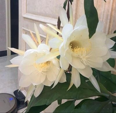 小叶昙花盆栽花卉植物室内好养含盆四季开花苗带盆阳台庭院大苗.