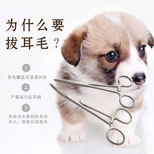 贵宾犬拔耳毛价格 贵宾犬拔耳毛图片 星期三