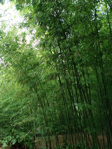 竹竿菜园搭架黄瓜搭架蔬菜架子