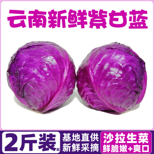 云南新鲜紫甘蓝9斤农家现摘卷心菜沙拉椰菜紫包菜批发蔬菜包邮5