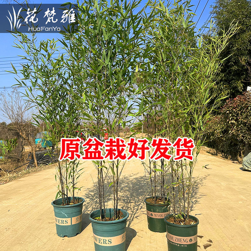 带盆栽好紫竹盆栽盆景竹子苗庭院景观竹子苗室内客厅阳台办公绿植