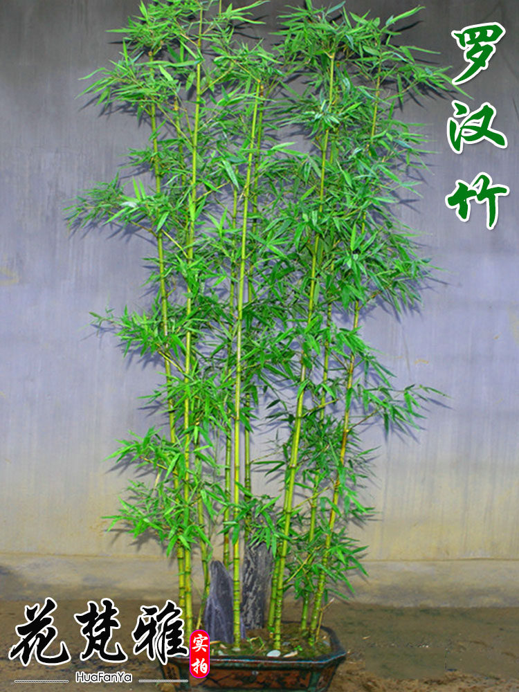竹子苗植物庭院室外四季常青户外观赏竹景观罗汉竹葫芦竹室内盆栽