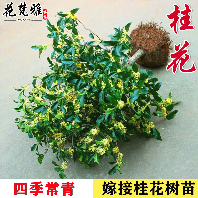 嫁接桂花树苗盆栽金桂大型室外庭院地栽沉香桂四季开花八月桂丹桂
