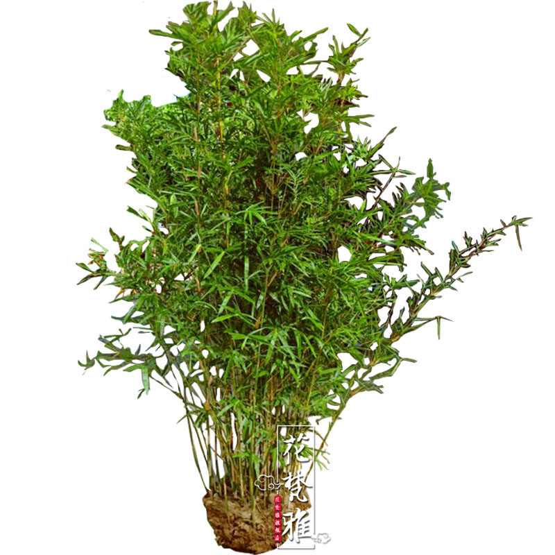 竹子苗慈孝竹庭院观赏竹四季种植丛生竹大型窝竹凤尾竹阳台盆栽竹