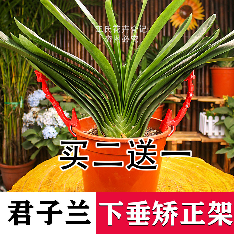 君子兰矫正夹固定定型下垂叶片矫其它园艺用品