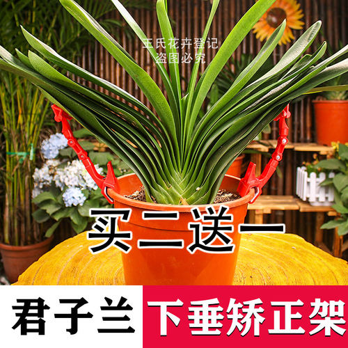 君子兰矫正夹固定定型下垂叶片矫正线叶子矫正器定型夹子工具