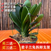 2君子兰专用定型矫正固定防长偏调整叶子间距矫正花架