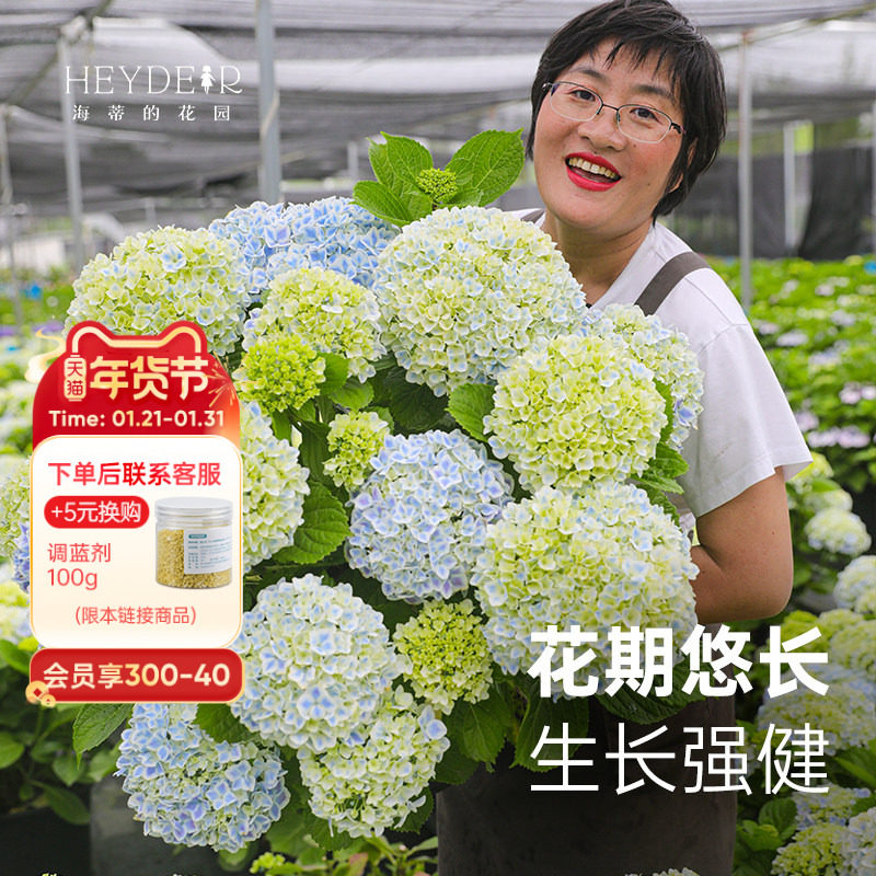 海蒂的花园旗舰店大花绣球小众品种绣球花苗大花直立阳台庭院植物,鲜花速递/花卉仿真/绿植园艺,绣球/木绣球/木本植物,淘宝优惠券,粉丝福利购,淘宝优惠卷