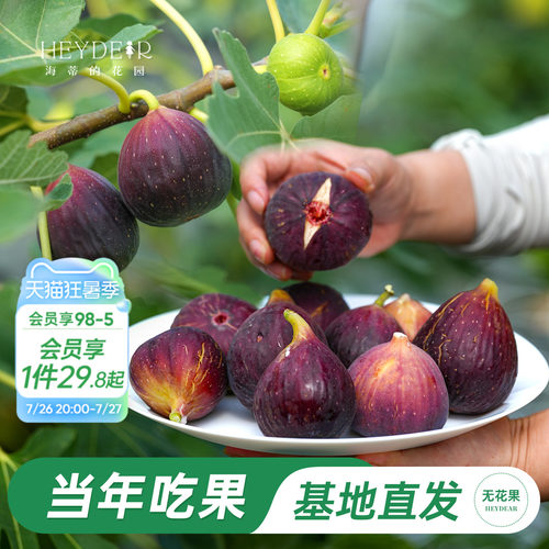 海妈家自产无花果盆栽苗