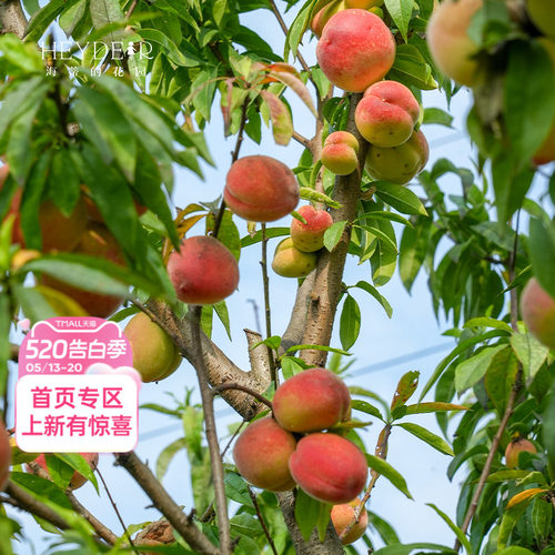 海蒂的花园 桃子树苗水蜜桃黄桃果树室外庭院地栽水果苗桃树盆栽