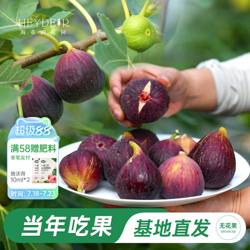 海妈家自产无花果盆栽苗