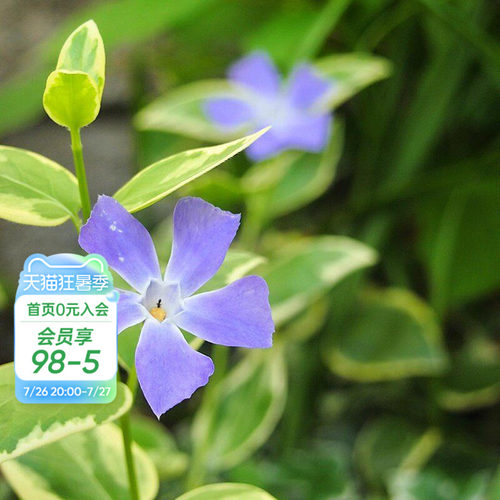 海蒂的花园花叶蔓长春多年生