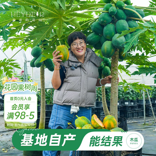 海蒂的花园旗舰店木瓜盆栽苗树苗南方种植庭院盆栽地栽果树果苗