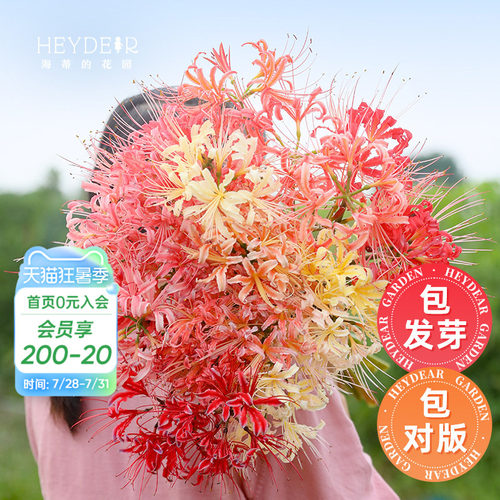 海蒂的花园彼岸花石蒜多年生种球