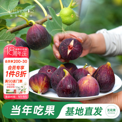 海妈家自产无花果盆栽苗