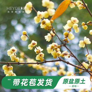 海蒂的花园旗舰店腊梅树苗带花苞地栽冬季耐寒花卉盆栽庭院植物