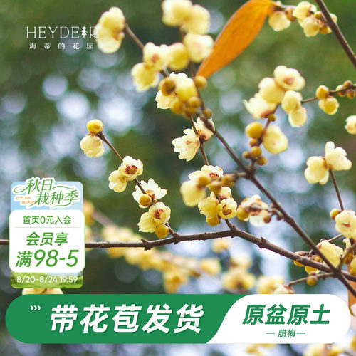海蒂的花园腊梅花苗易活好养
