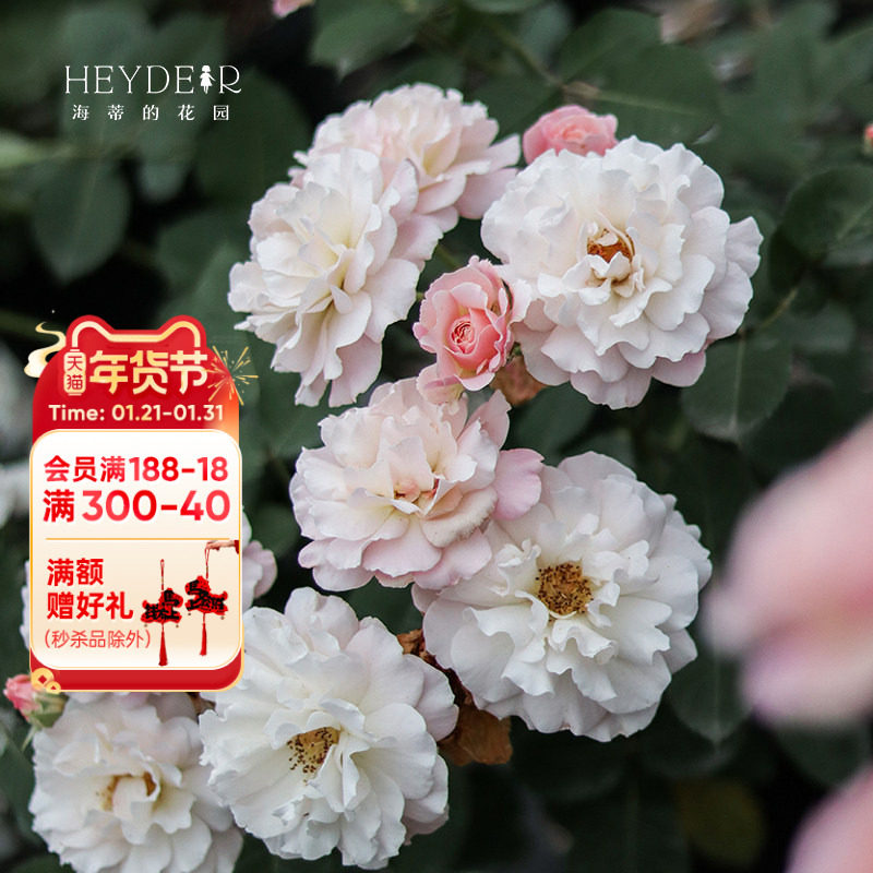 海蒂的花园闪闪发光丰花直立月季阳台庭院好养灌木花卉植物盆栽苗,鲜花速递/花卉仿真/绿植园艺,月季/蔷薇/玫瑰,淘宝优惠券,粉丝福利购,淘宝优惠卷