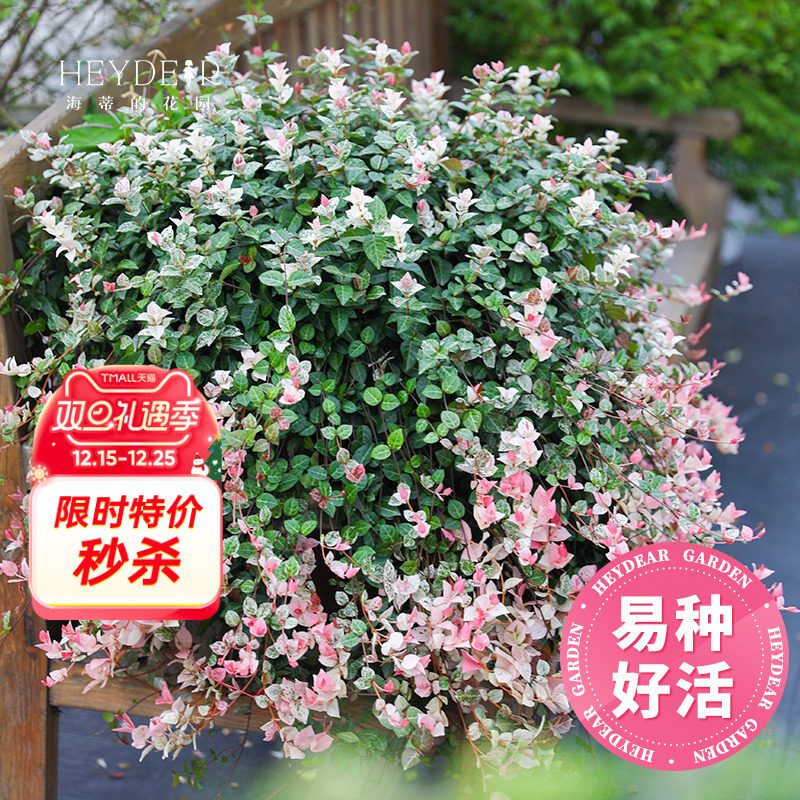 海蒂花叶络石垂吊常绿观叶绿植