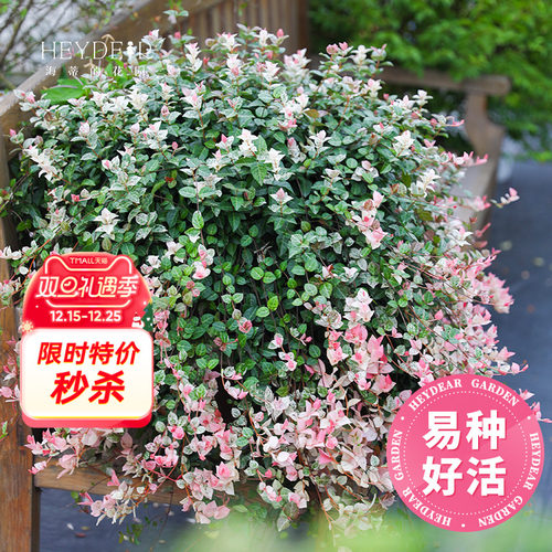 海蒂花叶络石垂吊常绿观叶绿植