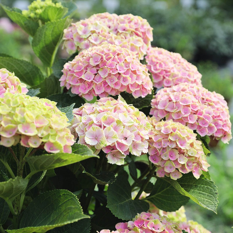 海蒂的花园 魔幻紫水晶大花绣球可调色阳台庭院花卉植物盆栽花苗