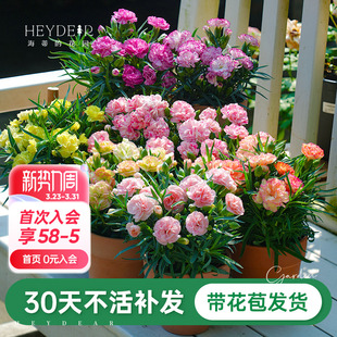 海蒂 开花易养好活阳台花卉绿植 花园旗舰店康乃馨盆栽带花苞多季