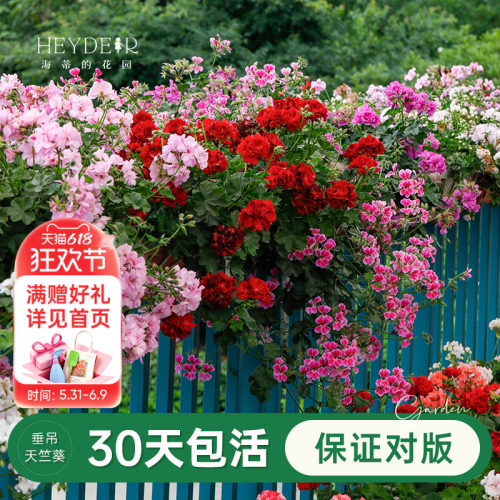 海蒂盆栽苗阳台垂吊天竺葵