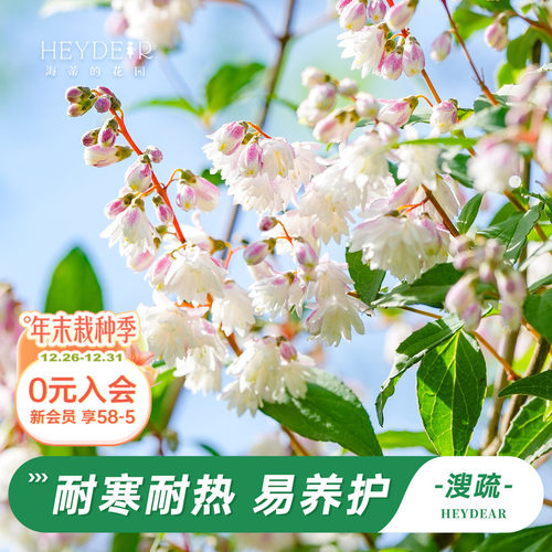 海蒂的花园溲疏铃铛庭院盆栽苗