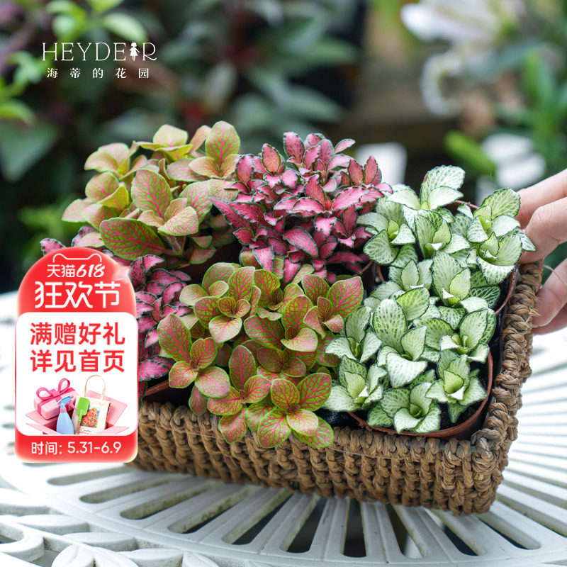 海蒂的花园旗舰店网纹草迷你彩色观叶植物阳台室内桌面绿植盆栽苗