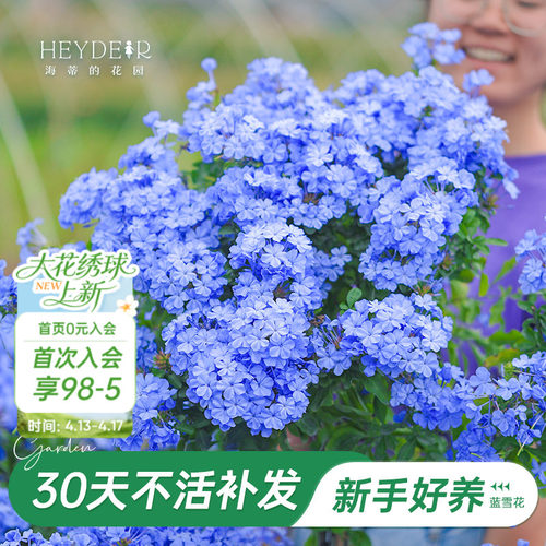海蒂阳台蓝雪花海蒂的花园