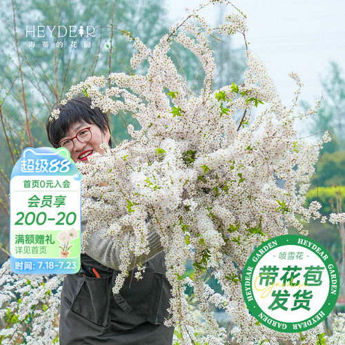 海妈家雪柳盆栽带花苞发货