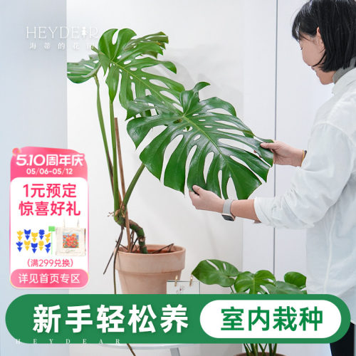 室内观叶绿植新手易养